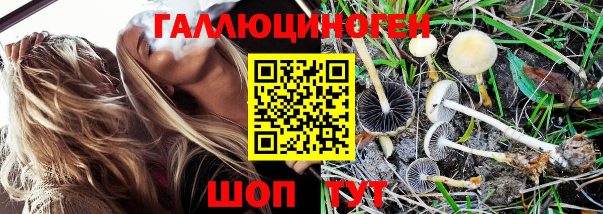 Можга  Псилоцибиновые грибы Cubensis  Вход с VPN 